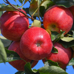 Apple tree, Dwarf Self-fertile